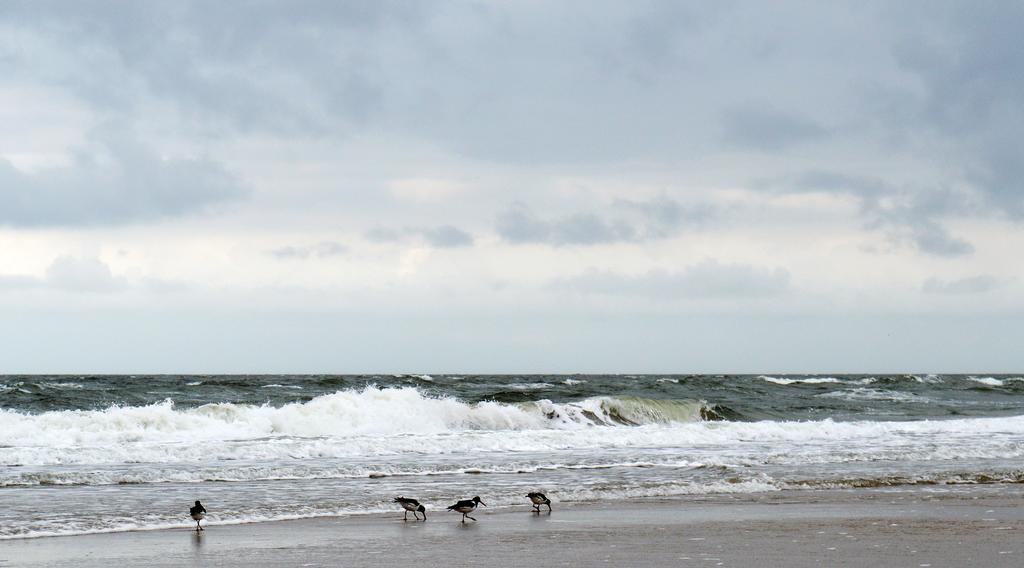 Guest house At The Beach Egmond Egmond aan Zee